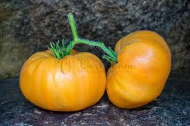 Tomatoes varieties of pink tomatoes varieties of red tomatoes weight packages cucumbers pepper roots tomatoes. Orange Jazz Tomato Vertiloom