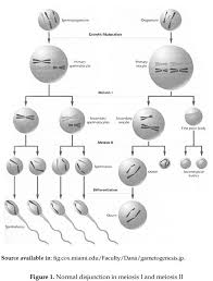 Nondisjunction And Chromosomal Anomalies