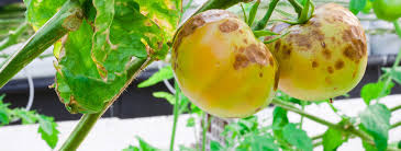 Image result for tomato seedling botrytis