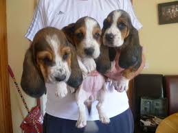 Bella the female is still a pup and we are still waiting to see what she's going to be like. Basset Hound Puppies For Sale In Southeast Texas