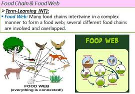 A food web shows the connections between producers and consumers in a more detailed way, there is more than one producer unlike a food chain. Ecology Food Web Food Web Key Concepts Trophic Level