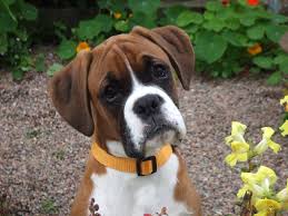 Check spelling or type a new query. 75 Boxer Dog Wallpaper On Wallpapersafari