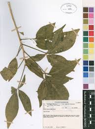 Image result for Ritchiea