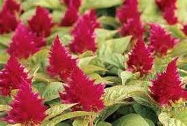 Celosia Plumosa Glow Carmine Flowers Plants Love Lies Bleeding
