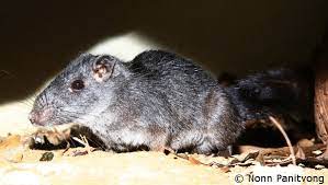 Read our article to learn or call us fo squirrel removal. Species Of The Week A Squirrel A Rat No Its Kha Nyou Laonastes Aenigmamus Edge Of Existence