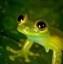 Image result for glass frog