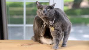 If your primary cat allergy symptom is itchy eyes, you might consider using eye drops as a complement or alternative to your traditional antihistamines. Best Cat Food For Cats With Allergies