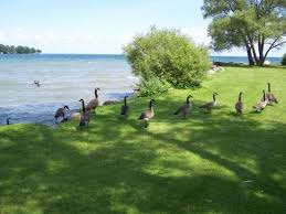 Barrie is the 34th largest city in canada. Alcona Innisfil Ontario Canada Picture Of Barrie Ontario Tripadvisor