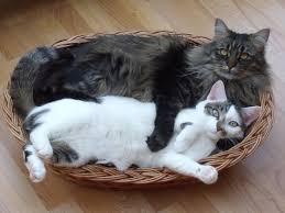 Finde hier den passenden namen für deine katze, egal welcher herkunft, rasse oder geschlecht. Maine Coon Katzen Sanfte Riesen Mit Wildem Aussehen