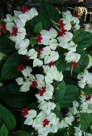 Bleeding Heart Vine Clerodendrum Thomasoniae Beautifulflowers Flowering Vines Plants Planting Flowers