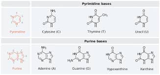 Enzymes split the dna molecule into two rails and then transport corresponding. Nucleotides Dna And Rna Knowledge Amboss