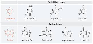 • nitrogenous base is a part of a nucleotide. Nucleotides Dna And Rna Amboss