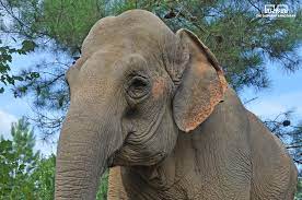 70-year-old Asian #elephant, Shirley, is now in her 19th year at The  Sanctuary. Read more about her incredible life story at  www.elephants.com/elephants/shirley.