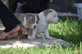 13 to 21 inches weight: Micro Bully Puppies For Sale In California Review At Puppies Addlab Aalto Fi