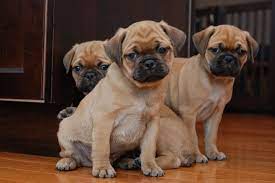 It will also have a small tail or no tail at all, and it will have a short shiny coat that's available in several colors, including black, brown, tan, and silver. Bugg Dog Boston Terrier Pug Mix Info Temperament Training Puppies Pictures