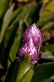 Image result for Helichrysum harveyanum