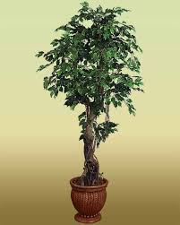 Una delle piante preferite per vestire balconi e terrazzi. Le 15 Piante Da Interno Super Resistenti Seconda Parte Fito Piante Da Interno Piantare Alberi Piante Da Appartamento