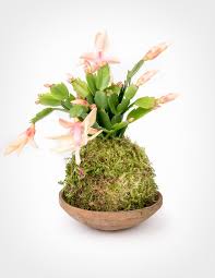 In las cruces, we could get cold winter nights that dipped into the single digits. Best Houseplants For Cold Weather To Keep Indoors Christmas Cactus Plants Kokedama