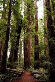 Exploring Redwood National And State Parks The Best Things To Do Redwood National And State Parks Redwood State Parks
