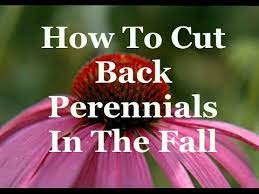 Divide spring and summer blooming perennials in the fall because. How To Cut Back Perennials In The Fall Youtube