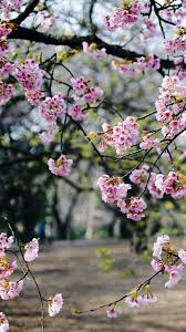 View Wallpaper Bunga Untuk Hp Background Dunia Gambar Jadikan tampilan hp mu menjadi menarik dan segar.