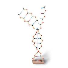 Dna Rna Double Helix Anatomy Model Anatomy Models Double Helix Dna