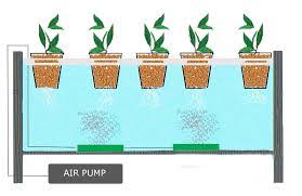 Serta menjelaskan langkah penanaman tanaman hidroponik dengan lengkap. 4 Water Culture System Tanaman Hidroponik 2020