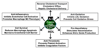 the role of lipids and lipoproteins in atherosclerosis