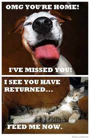 25 Most Adorable Dogs With Cats Memes Funny Funny Animals Funny Dogs Funny Cats
