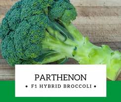 National tested seeds (pvt.) ltd. Parthenon Is One Of National Tested Seeds Farm Shop Facebook