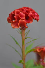 Celosia Flowers For More Visit Www Flowerhomes Blogspot Com Www Facebook Com Flowerofworld Arreglo Floral Rosas Flores Rosas