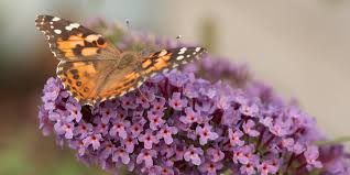 Butterfly bush is a butterfly's favorite food source and has an attractive summer scent. Butterfly Bush A Beautiful But Invasive Landscape Plant Better Homes Gardens