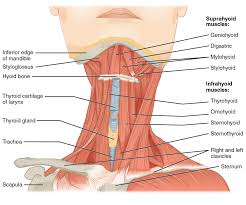 The skull base that supports the brain and the calvaria (skullcap) that sits on top of the base, covering the brain. Neck Anatomy And Physiology Elliot S Site