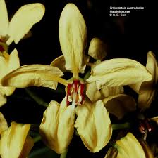 Image result for Malpighiaceae