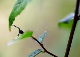 Image result for Dichaetanthera