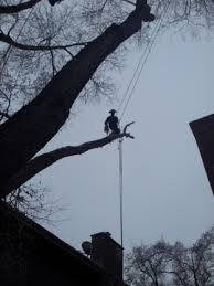 Arborists at aspen tree experts, inc. Tree Service Near Sunridge Mall Calgary Ab Yellowpages Ca