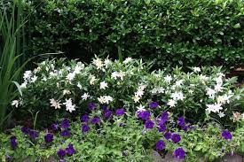 Azaleacamellia fertilizer for and melbournei have a late winter. Pin On Shrubs Flowering