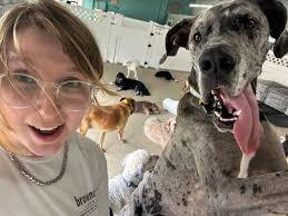 Pet sitting and dog walking services offered