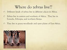 As the third best country to live in according to the human development report, australia is praised by the united nations for its emphasis on education and the importance of going to school. Zebras By Amanda E Herndon Ppt Video Online Download