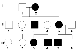 Pedigrees Review Article Pedigrees Khan Academy