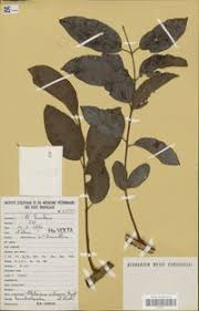 Image result for Pteleopsis