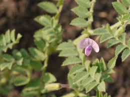 Image result for Cicer arietinum