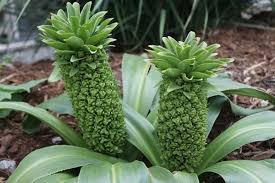 Image result for Eucomis autumnalis