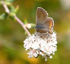 Image result for Smithia erubescens