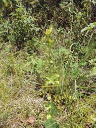 Image result for Sebaea