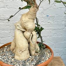 Image result for Raphionacme