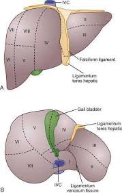 We did not find results for: Embryology Anatomy Histology And Developmental Anomalies Of The Liver Abdominal Key