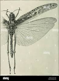 Image result for Pterygota