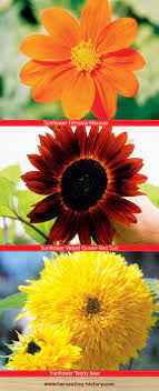 Pin On Sensational Sunflowers