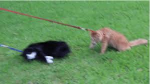 Résultat de recherche d'images pour "dragging cat leash"